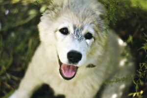 ヒゲ脱毛のデメリットにはどんなものがあるの？