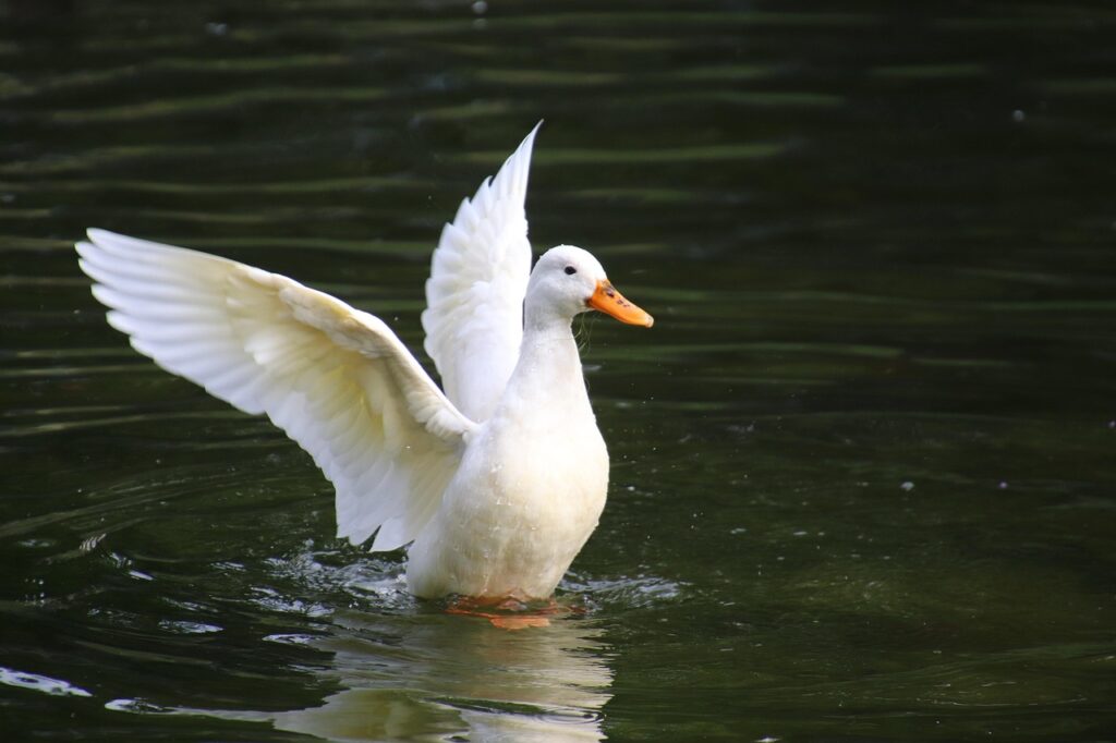 清潔感のある女性に見られる魅力的な特徴は？