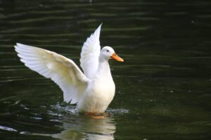 清潔感のある女性に見られる魅力的な特徴は？