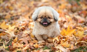 プロテインを摂取するとニキビができるのはなぜ？