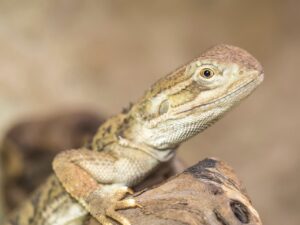 髭が不潔と感じる理由とその対策は？