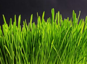 フケが増えた時にシャンプーを変えるべきか？