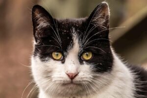 青ヒゲを目立たなくする方法は？